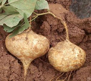 骨折可以吃土瓜吗,土瓜食疗助力骨骼愈合