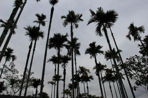 热带雨林吃瓜,自然界的甜蜜诱惑