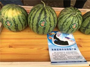 农村版儿童吃瓜