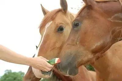 吃瓜踢马,揭秘网络热点的狂欢与反思